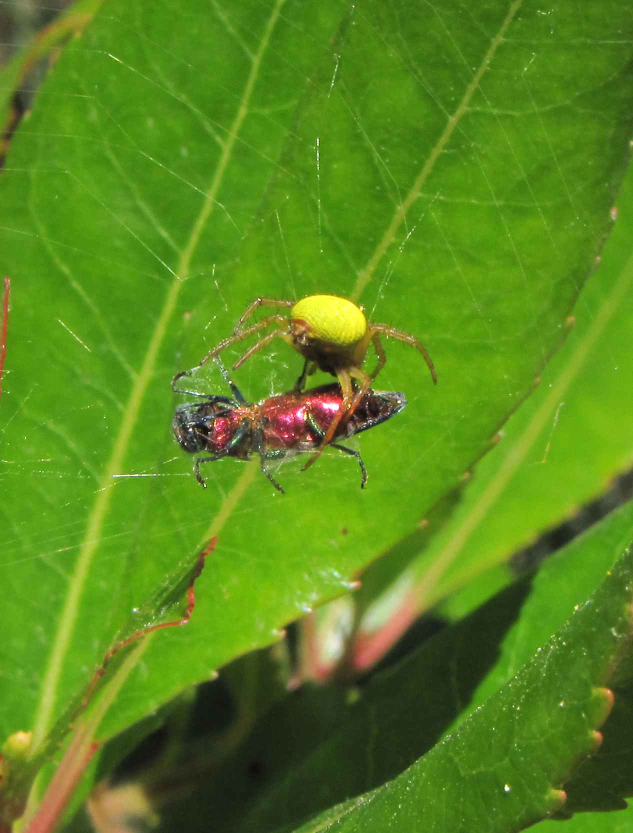 Araniella sp.